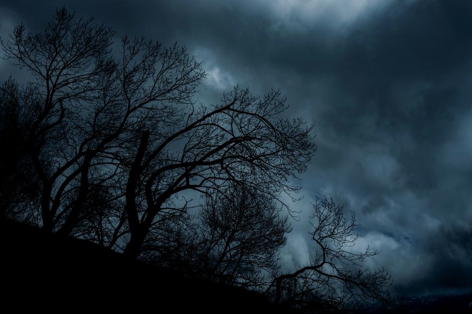 Trees Nature Silhouette Night