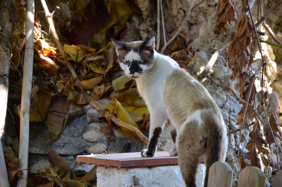 Nature Animals At The Court Of