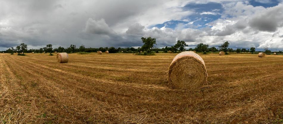 Rural Area Field Nature