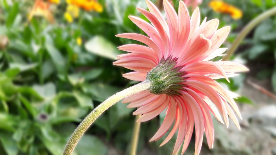 Nature Flower Flora
