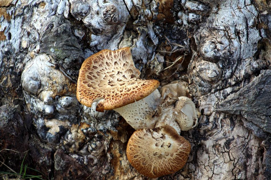 Fungi Trunk Wood