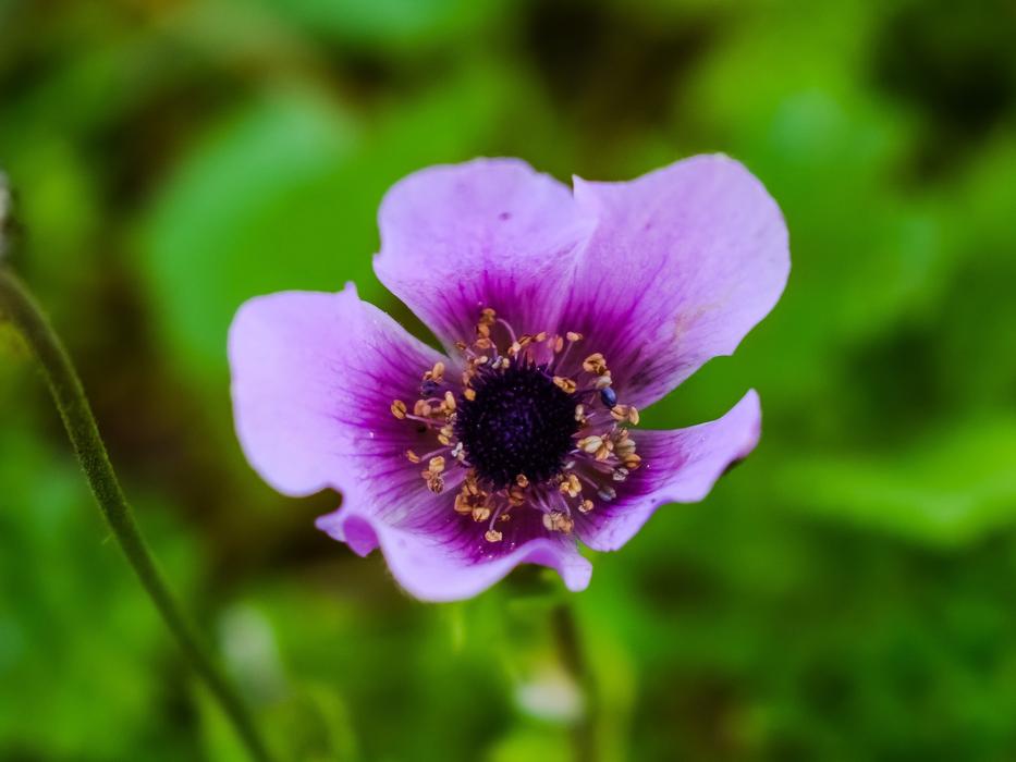 Flower Nature Flora