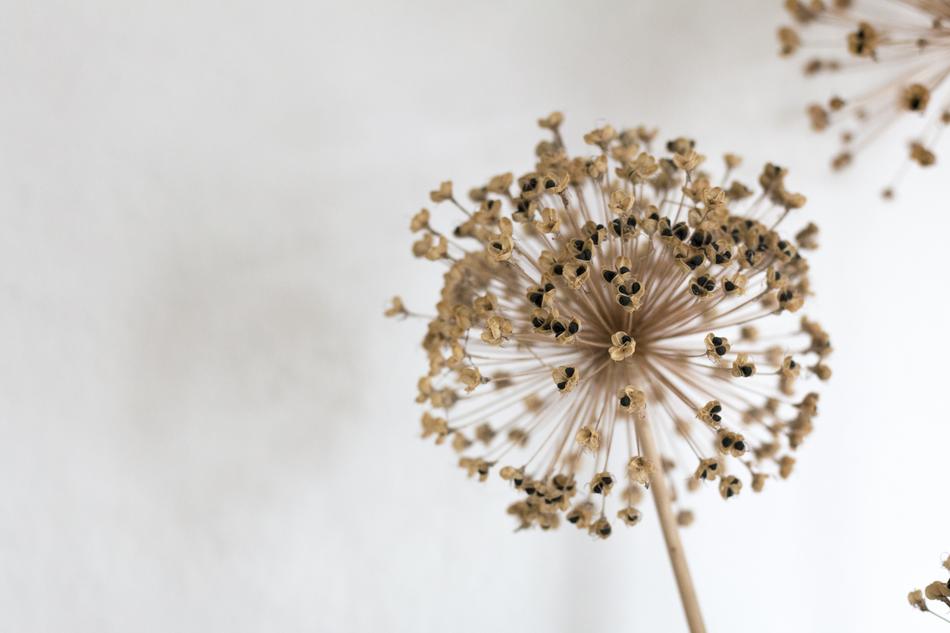 Nature Flower
