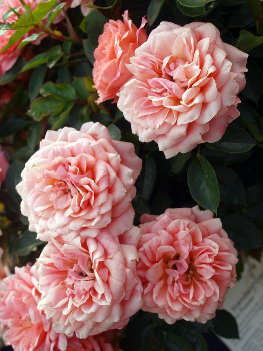 Flower Rose Flora