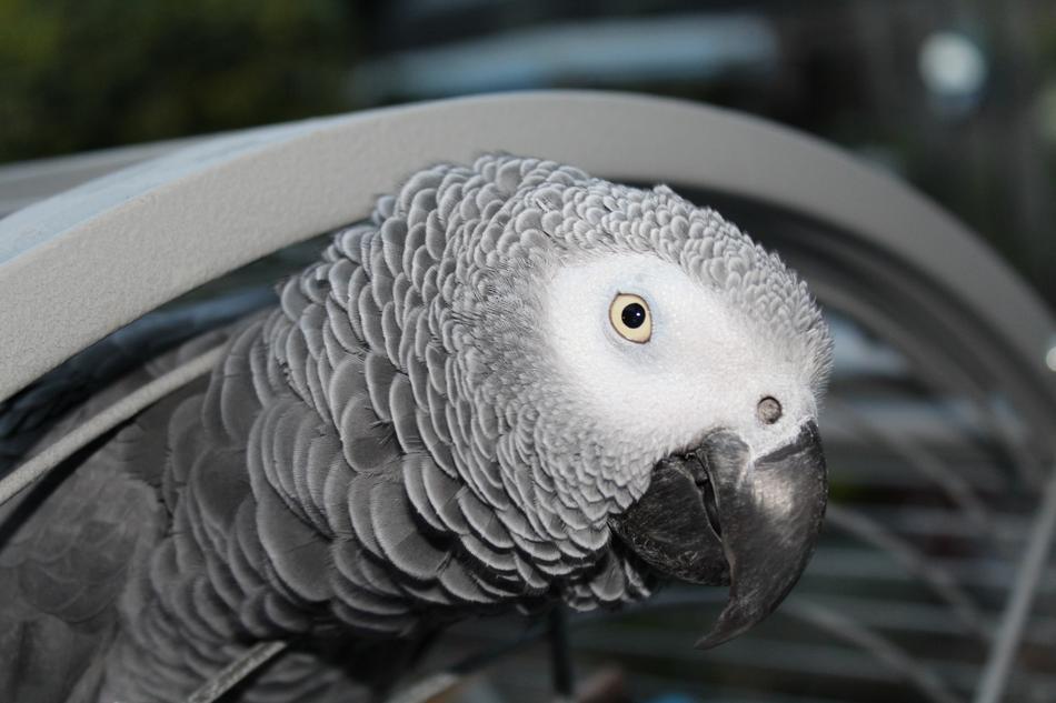 Nature Wildlife Bird
