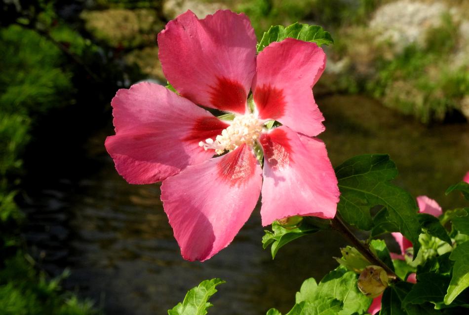 Flower Nature Plant