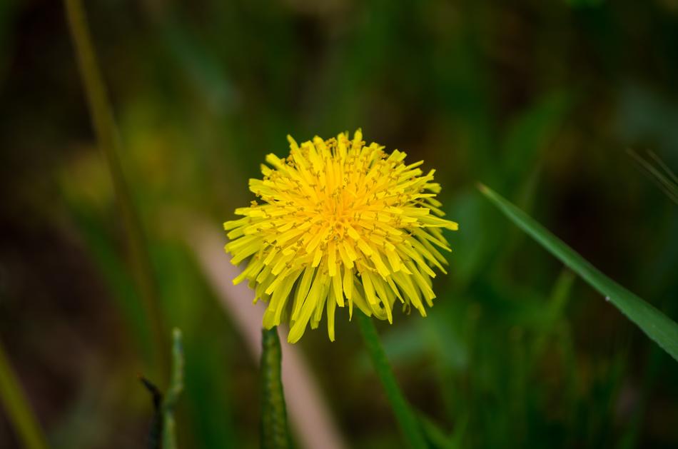 Flower Nature Plant