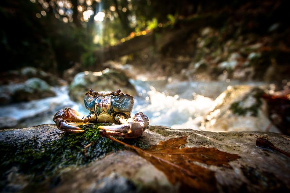 Crab River Nature