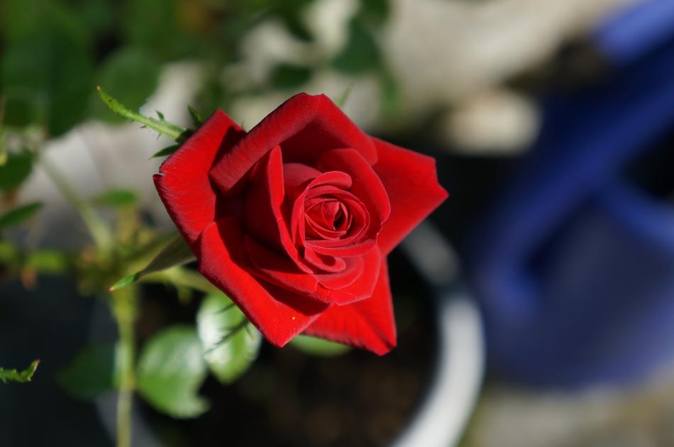 Flower Rose Nature