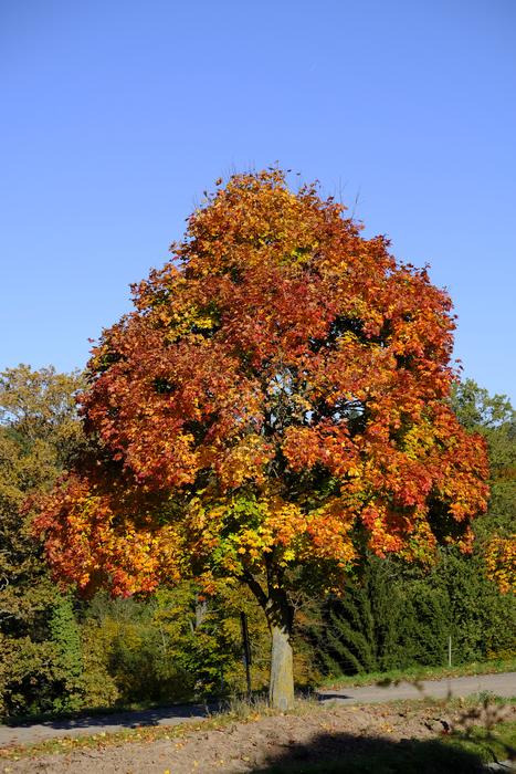 Tree Landscape Autumn