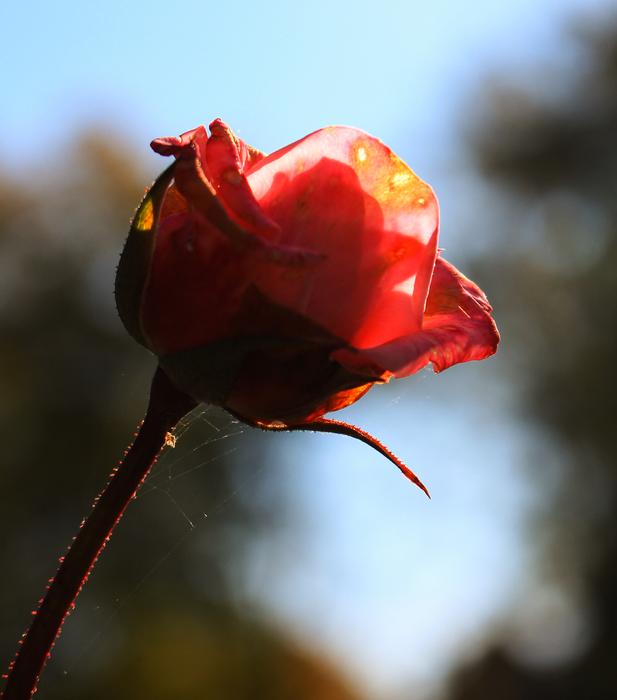 beautiful rose on a stem