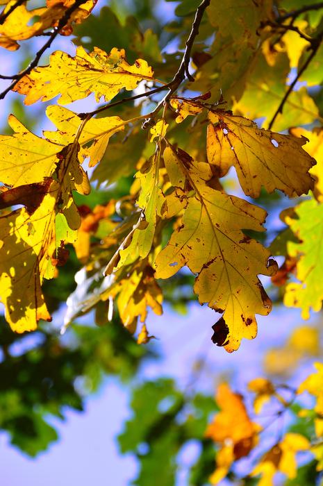 Autumn Holidays Color Yellow