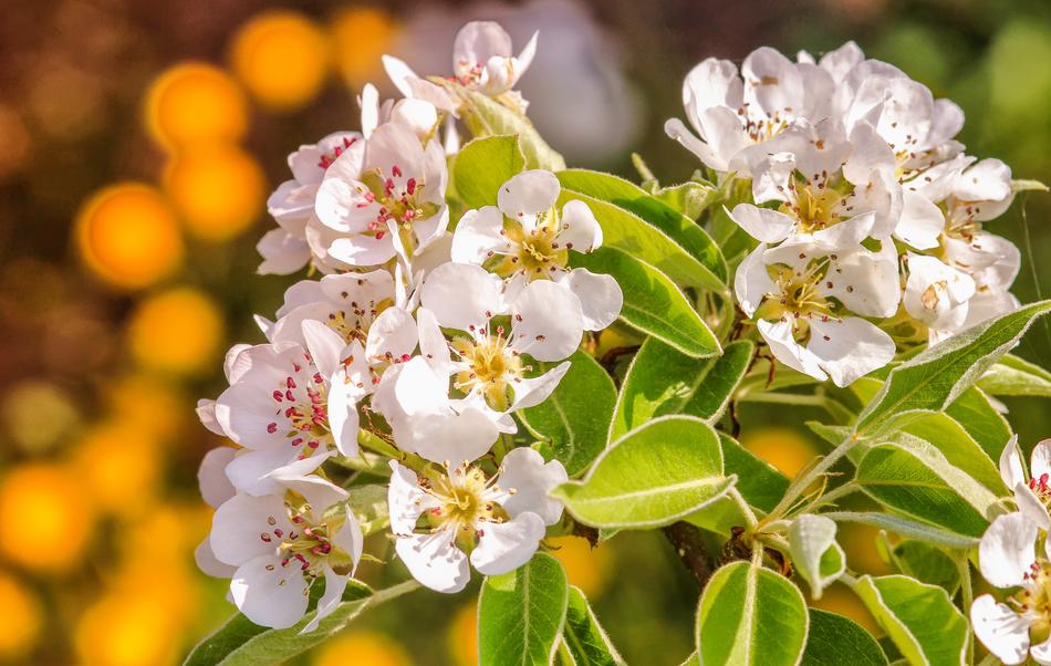 Flower Plant Nature