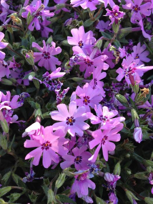 Flowers Nature