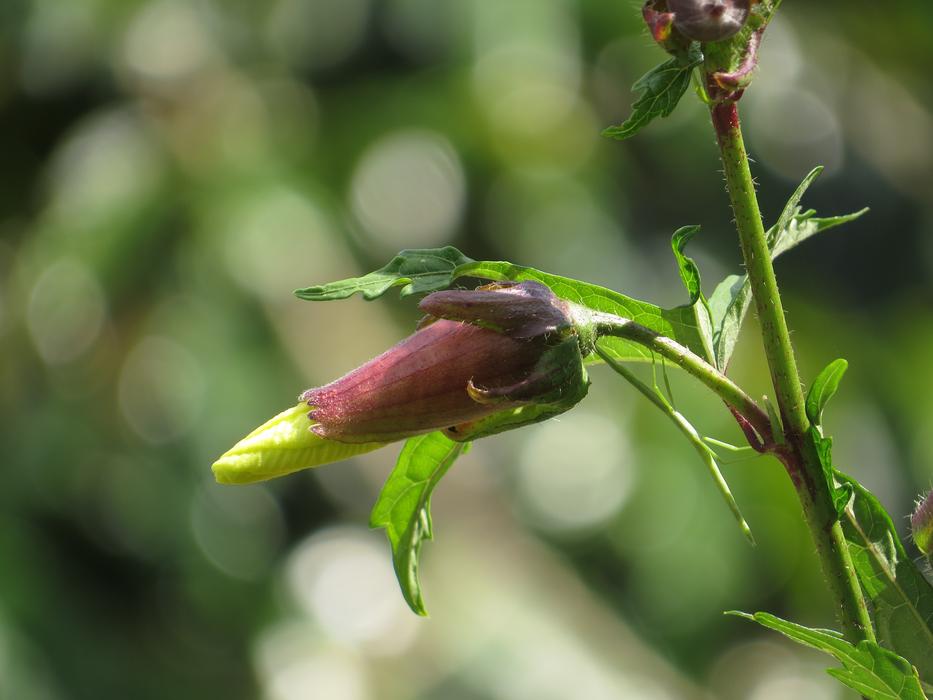Leaf Nature Plant
