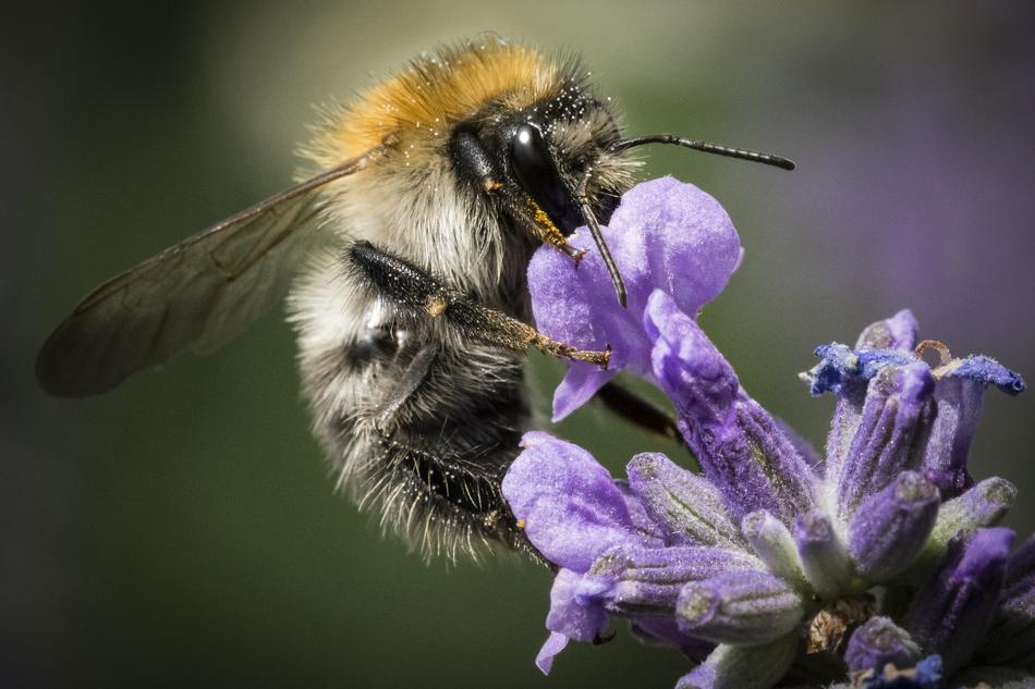 Bee Nature Insect