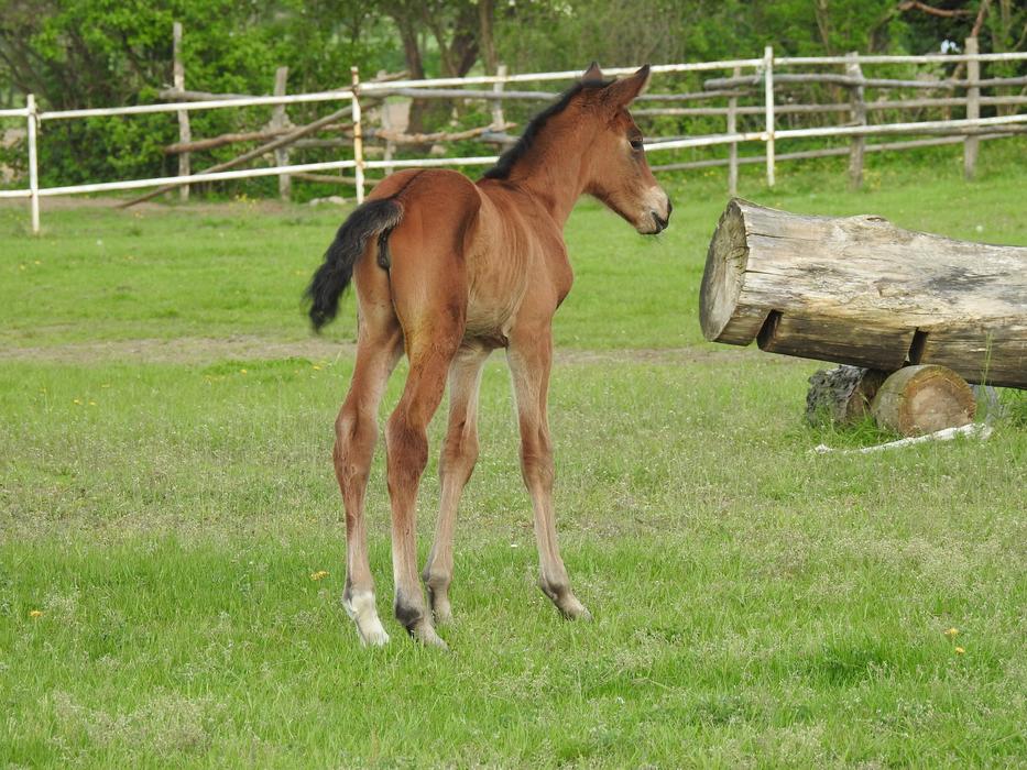 a little horse on the green grass