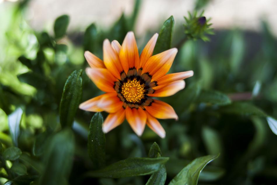 Plant Nature Garden