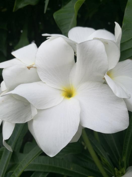 Plant Nature Tropical