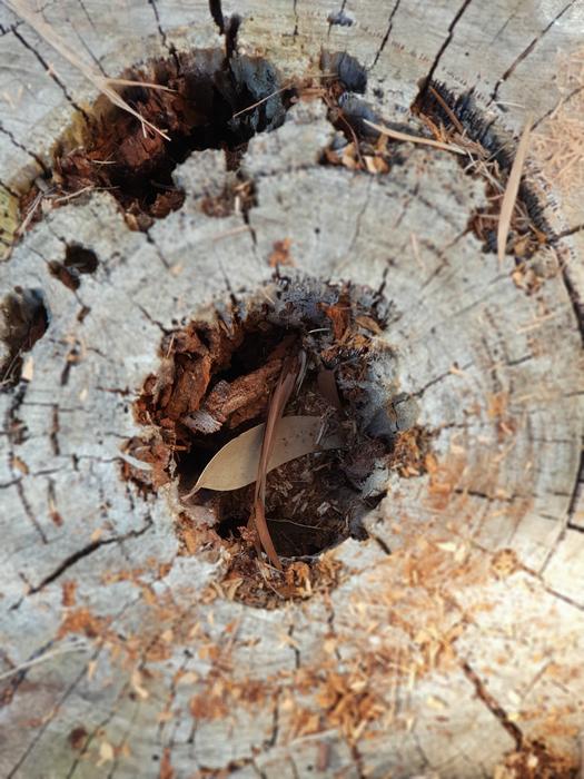 Nature Wood Old