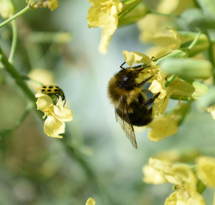 Bee Flower Pollen Bumble