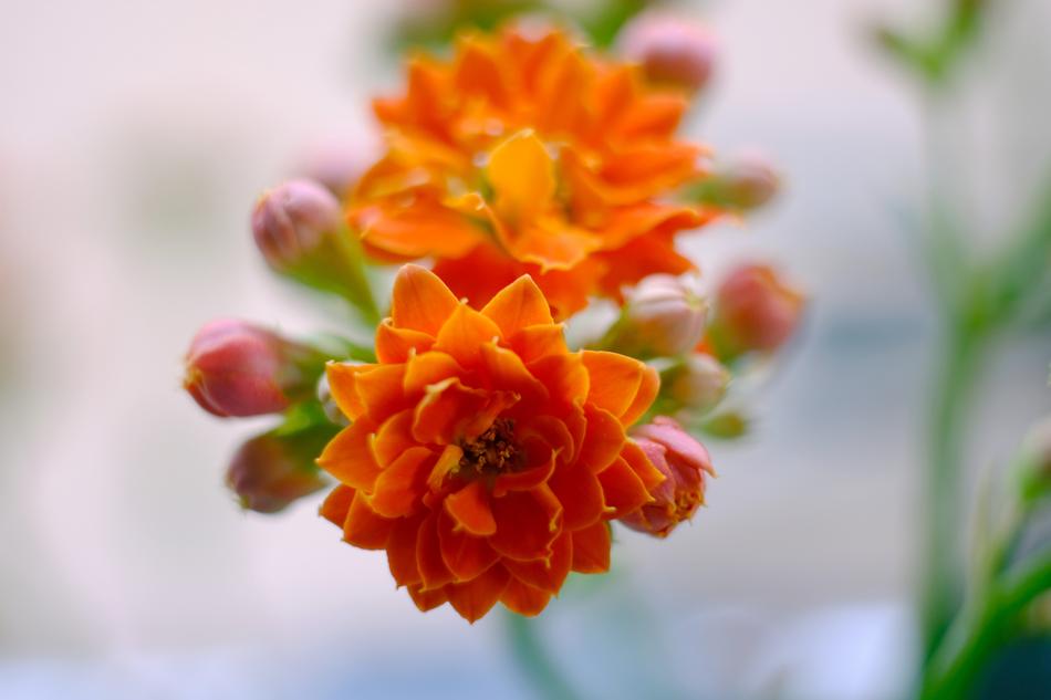 Flower Nature Plant