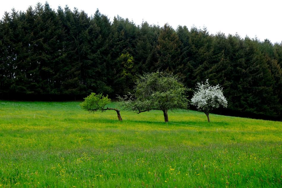 Landscape Grass Meadow