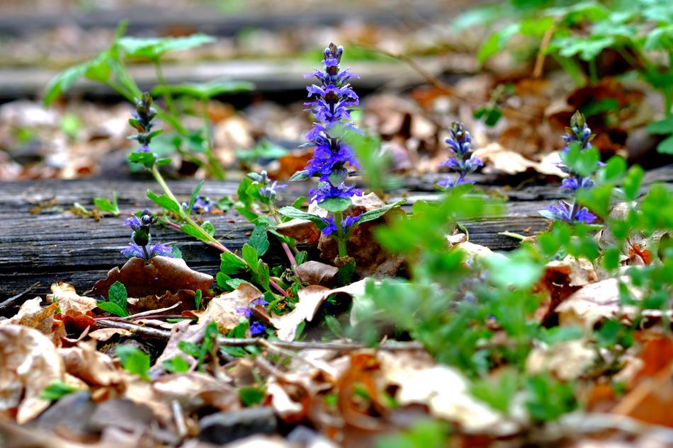 green shoots in the fall foliage