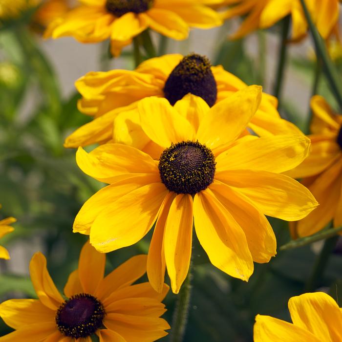Flower Plant Garden