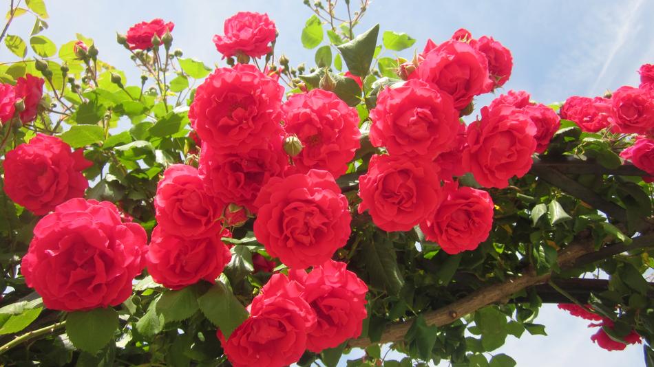 Nature Flower Garden