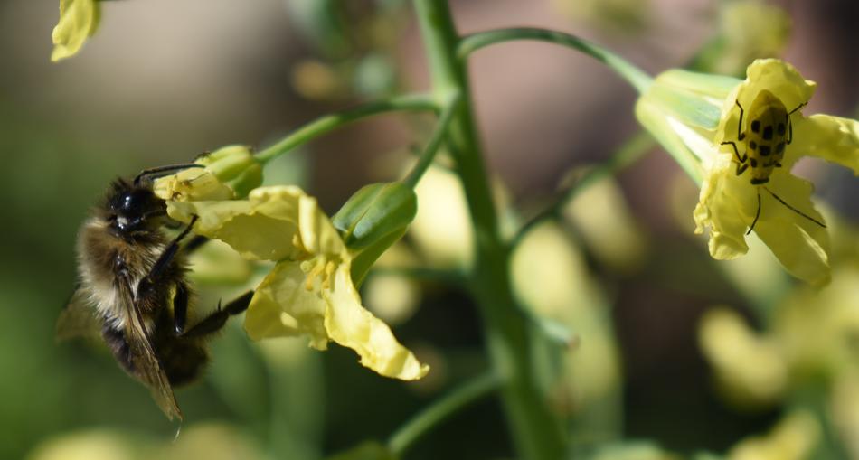 Flower Pollen Broccoli
