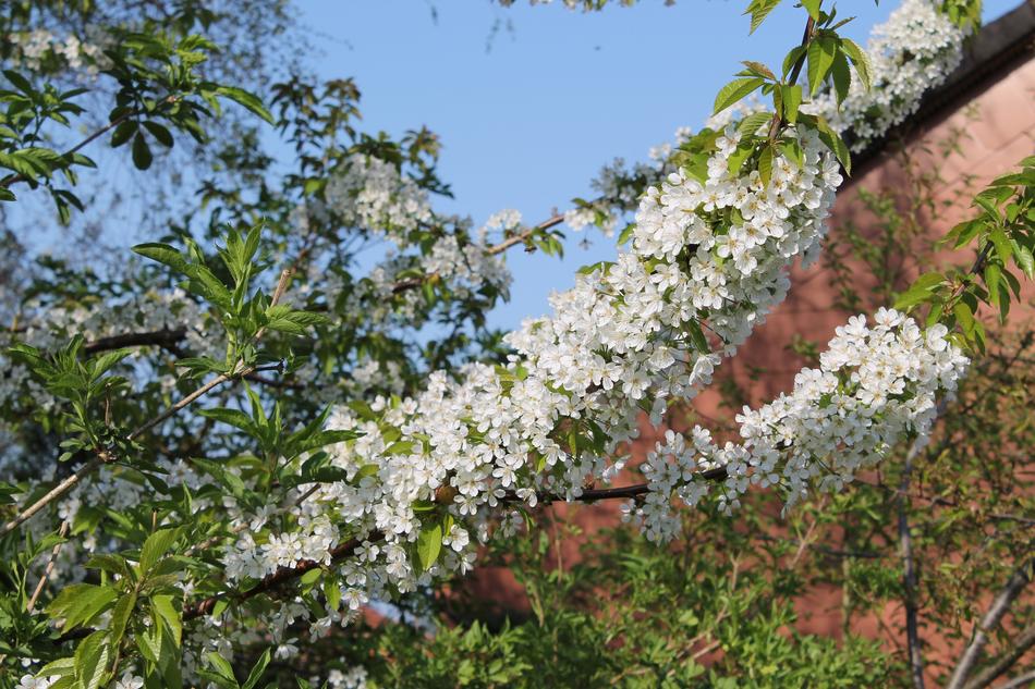 Cherry Blossom Tree Flower