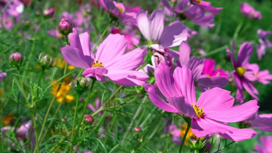 Nature Flower Flora