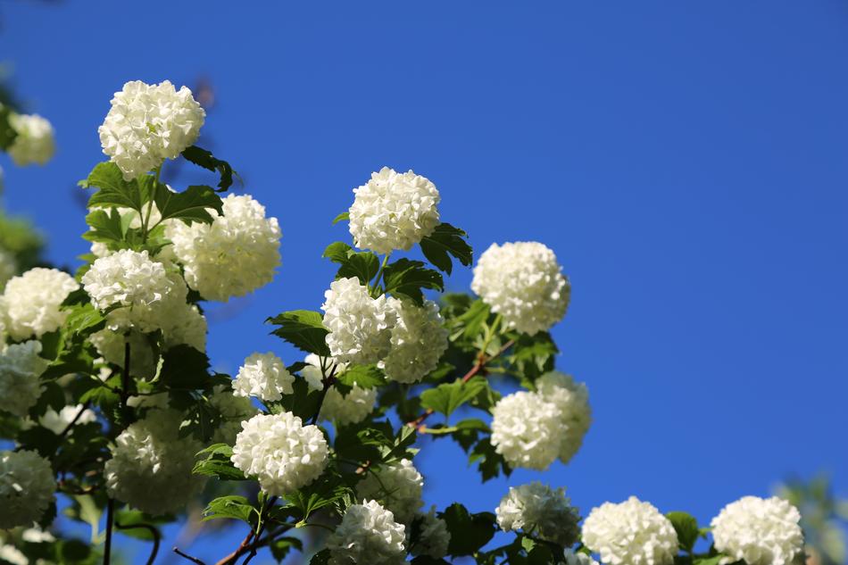 Nature Flower Plant