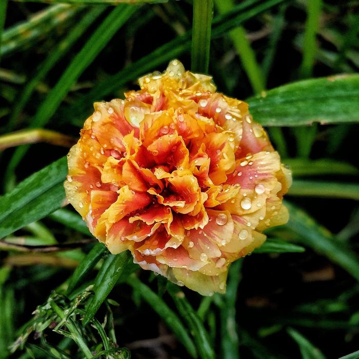 Flower Rain Drops