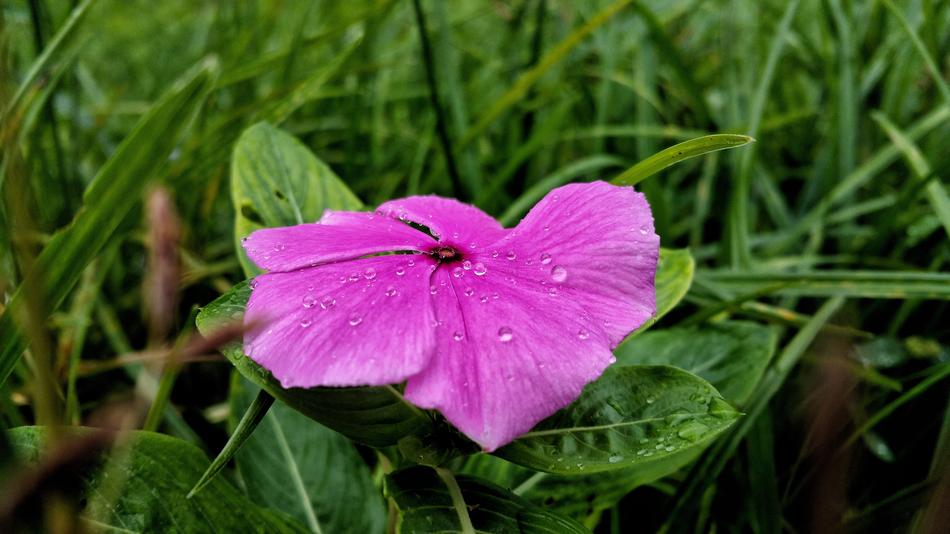 Flower Dew Water Drops