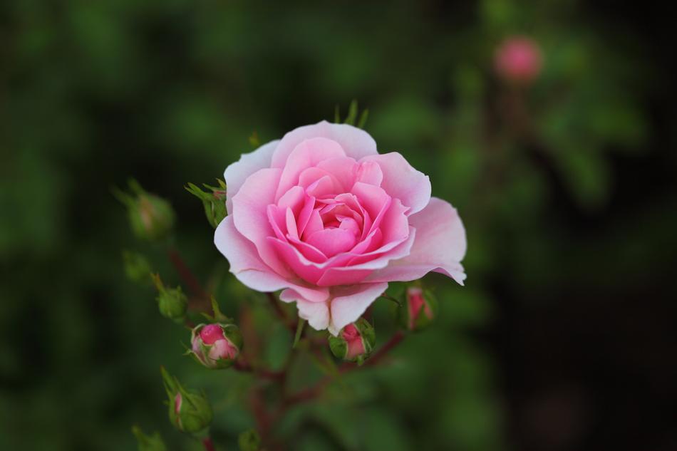 Flowers Rose Plants
