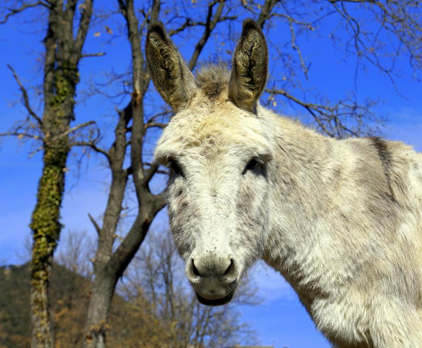 Donkey Ass Equine