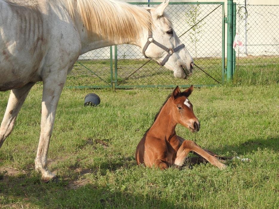 Animals Farm Mammals