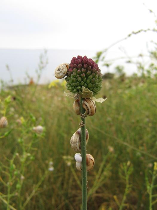 Snails Wild Garlic Gastropod