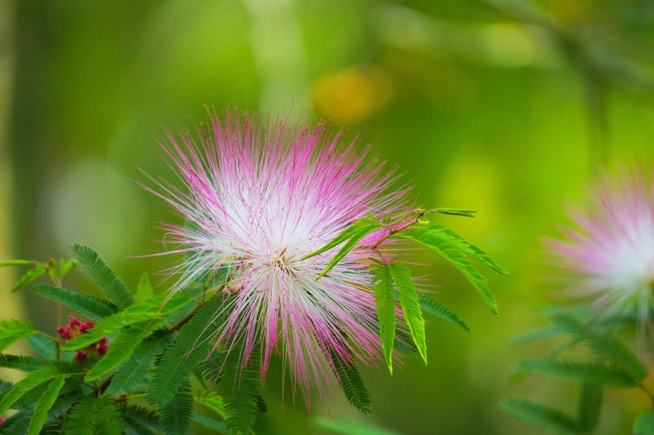 Acacia Plant Tree