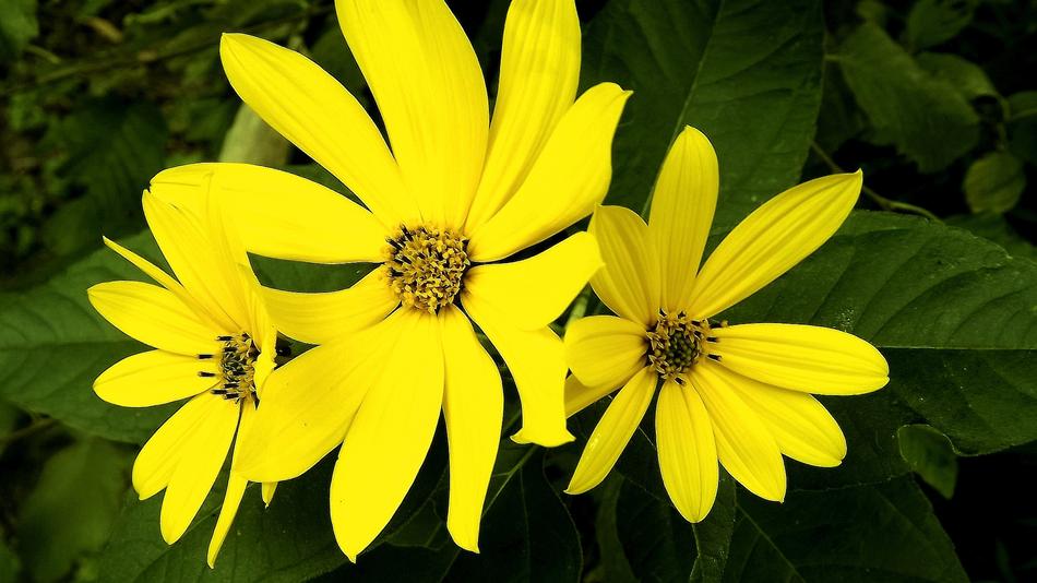 Flower Nature Plant