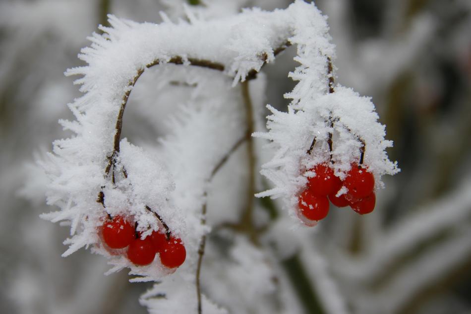 Winter Frost Nature