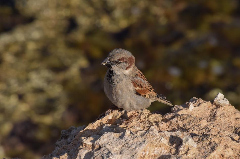 Sparrow Nature Bird