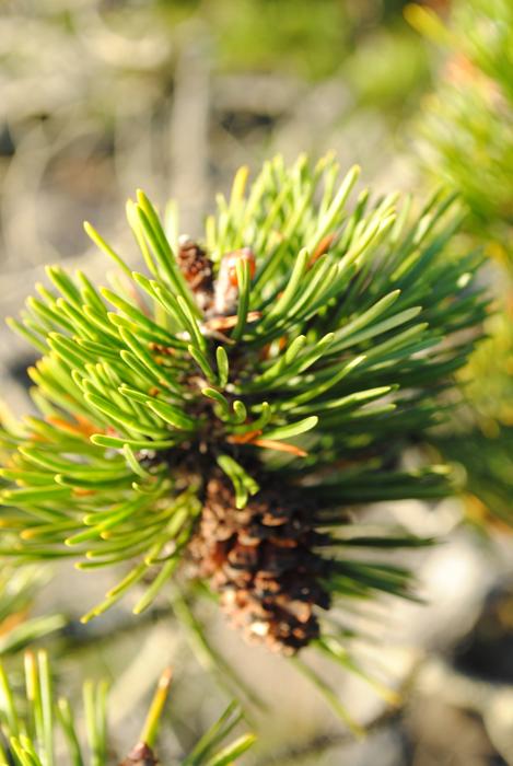 Needle Tree Nature