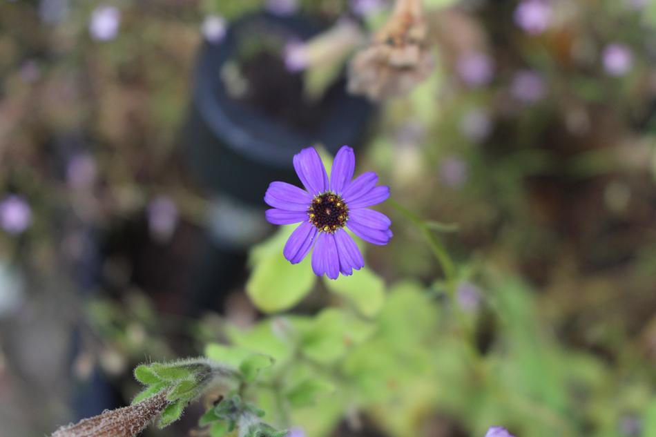 Flower Blue Flowers