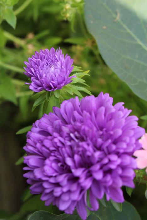 Purple Flower Garden