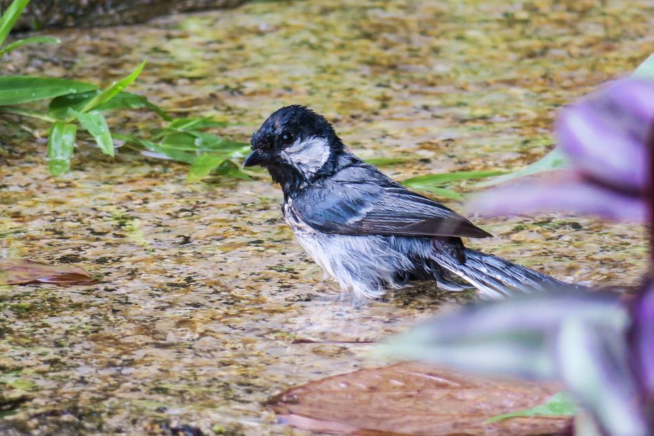 苍背山雀 Nature Bird