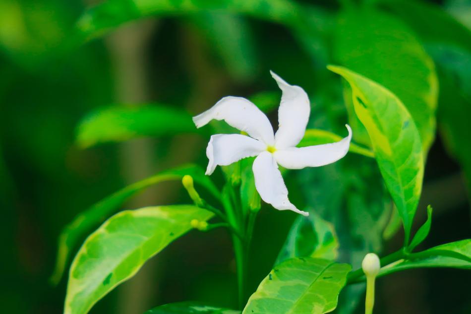 Dog Tooth Flower Leaf Nature
