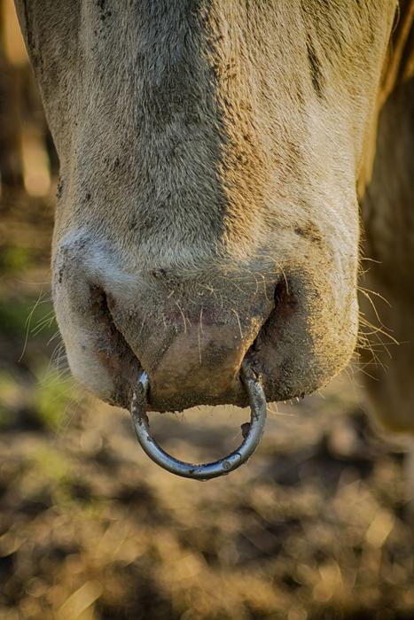 a large ring in a cow nose